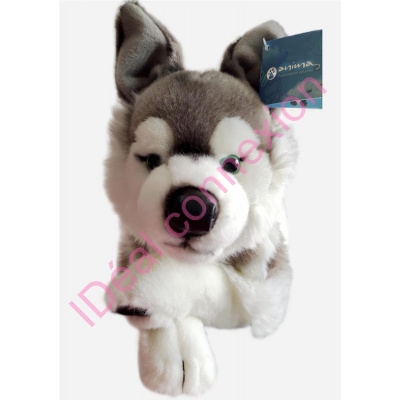 chienhusky_gf